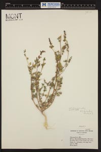 Herbarium Sheet of 